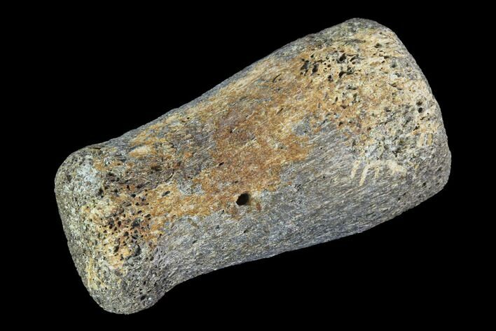 Hadrosaur Finger Bone - Alberta (Disposition #-) #95156